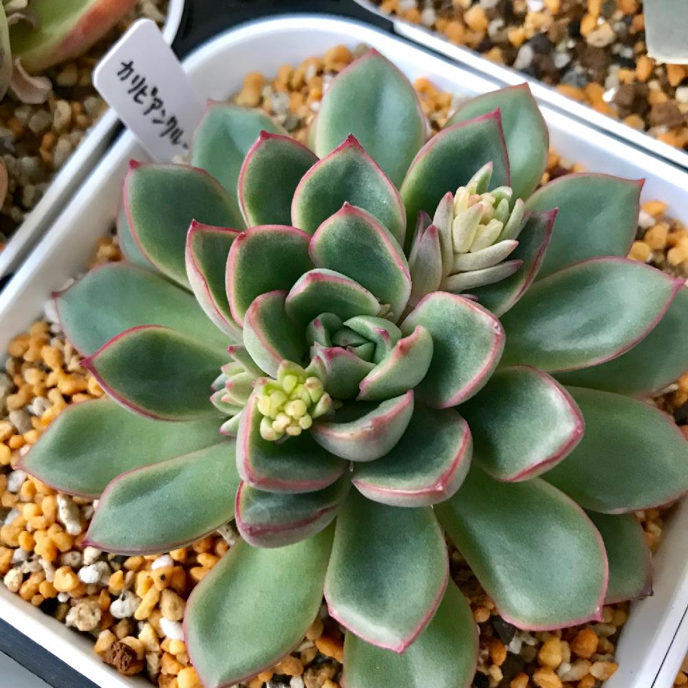 カリビアンクルーズの投稿画像 By いち Ichiさん 多肉植物とお一人様とおひとり様 18月3月日 Greensnap グリーンスナップ