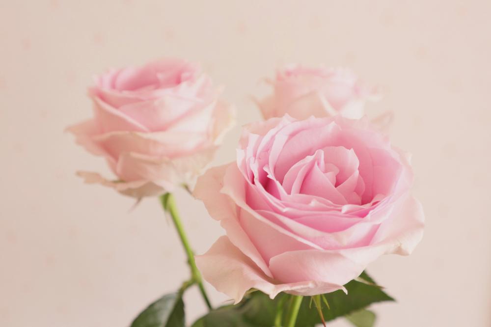 薔薇 リメンブランスの投稿画像 By 015さん 薔薇 とピンクと花のある暮らし 18月3月日 Greensnap グリーンスナップ