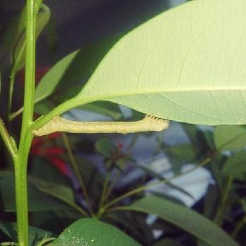 害虫図鑑の投稿画像一覧 Greensnap グリーンスナップ