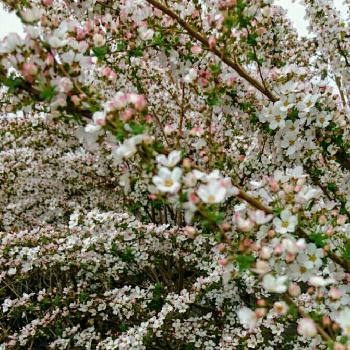 ピンク色の雪柳の画像 by のりりんの森さん | 広い庭とピンク色の雪柳と小さなお花と植中毒と春色と花のある暮らしと春らんまん