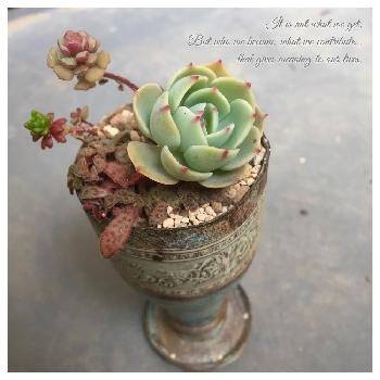 ☆多肉植物 寄せ植え〜木製汽車ぽっぽ寄せ植え〜☆ - wesser.cl