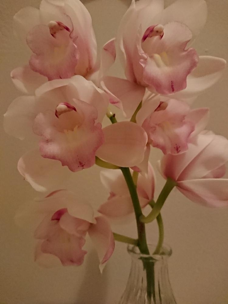 ありがとう の投稿画像 By Yamacciさん シンビジウム属とピンクのお花と可愛いと花のある暮らしとかわいいと切り花とシンビジューム と洋ランの花 18月3月21日 Greensnap グリーンスナップ