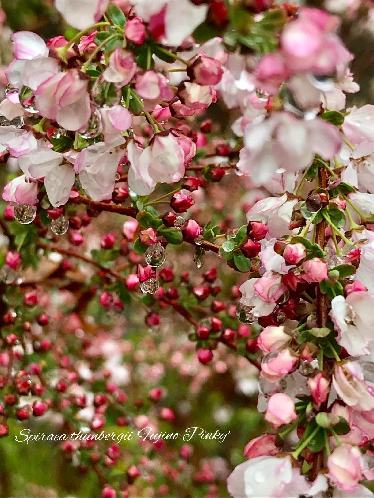 ユキヤナギ フジノピンクの投稿画像 By マリさん Mm園芸部と自然の造形美と雨でもキレイとお気に入りと植中毒ときれいな色とタニラーとキラキラ輝いてと花のある暮らしともう春です とかわいい とバルコニストとしずくと実家の庭シリーズ 2018月3月21日 Greensnap