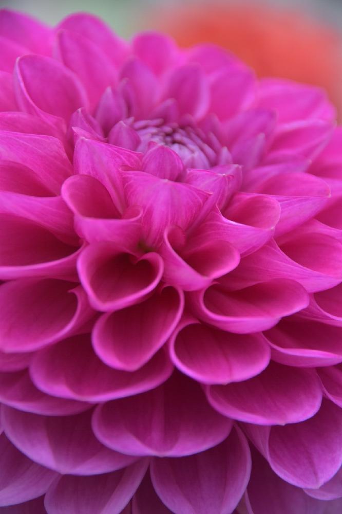 ダリアの投稿画像 By まいさん 紫の花とピンクの花と茨城フラワーパークと茨城県 18月3月21日 Greensnap グリーンスナップ
