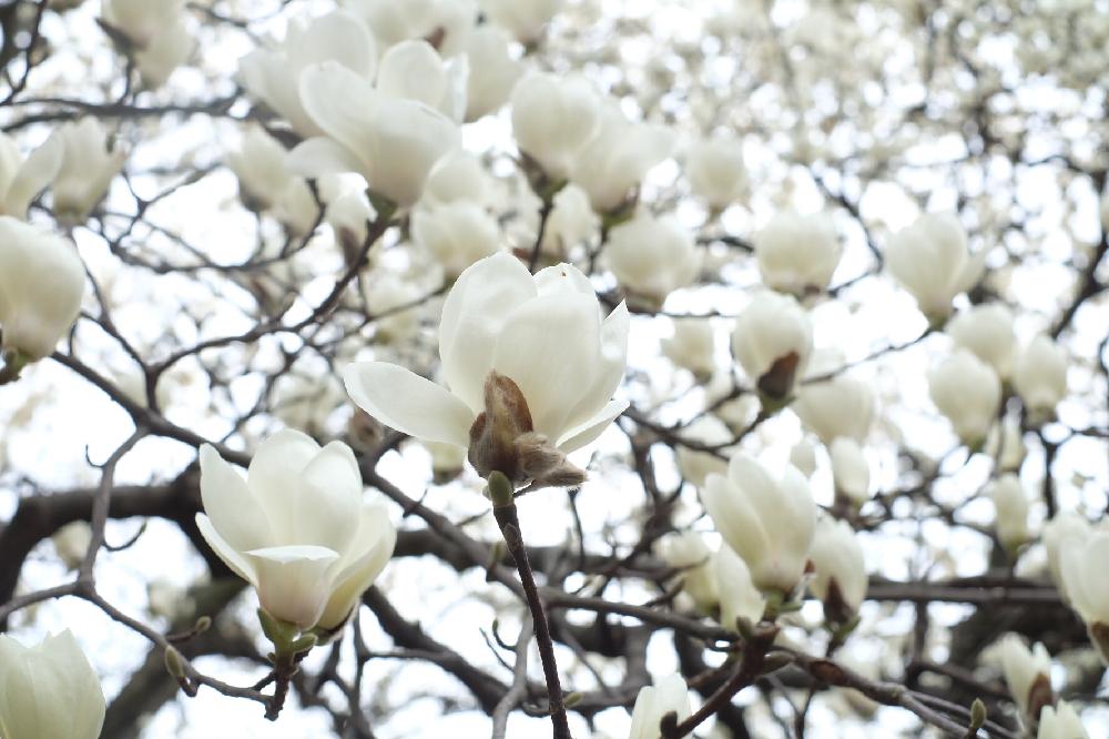 ハクモクレンの投稿画像 By もえさん モクレンと公園と春の訪れと植中毒とはるが来た と花のある暮らしとお花と白い花とお花好き 18月3月21日 Greensnap グリーンスナップ