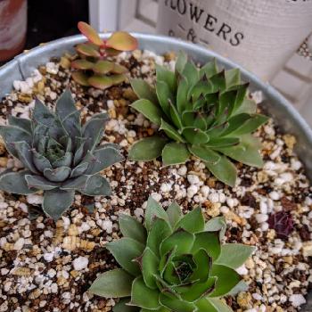 ダイソーセンペルの投稿画像一覧 Greensnap グリーンスナップ