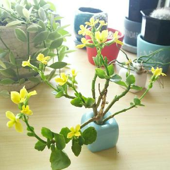 開花時期1 5月の投稿画像一覧 Greensnap グリーンスナップ