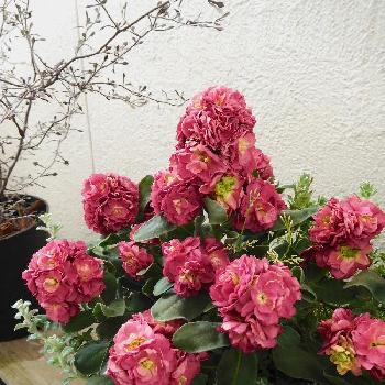 ロータス クレティクスの投稿画像一覧 Greensnap グリーンスナップ