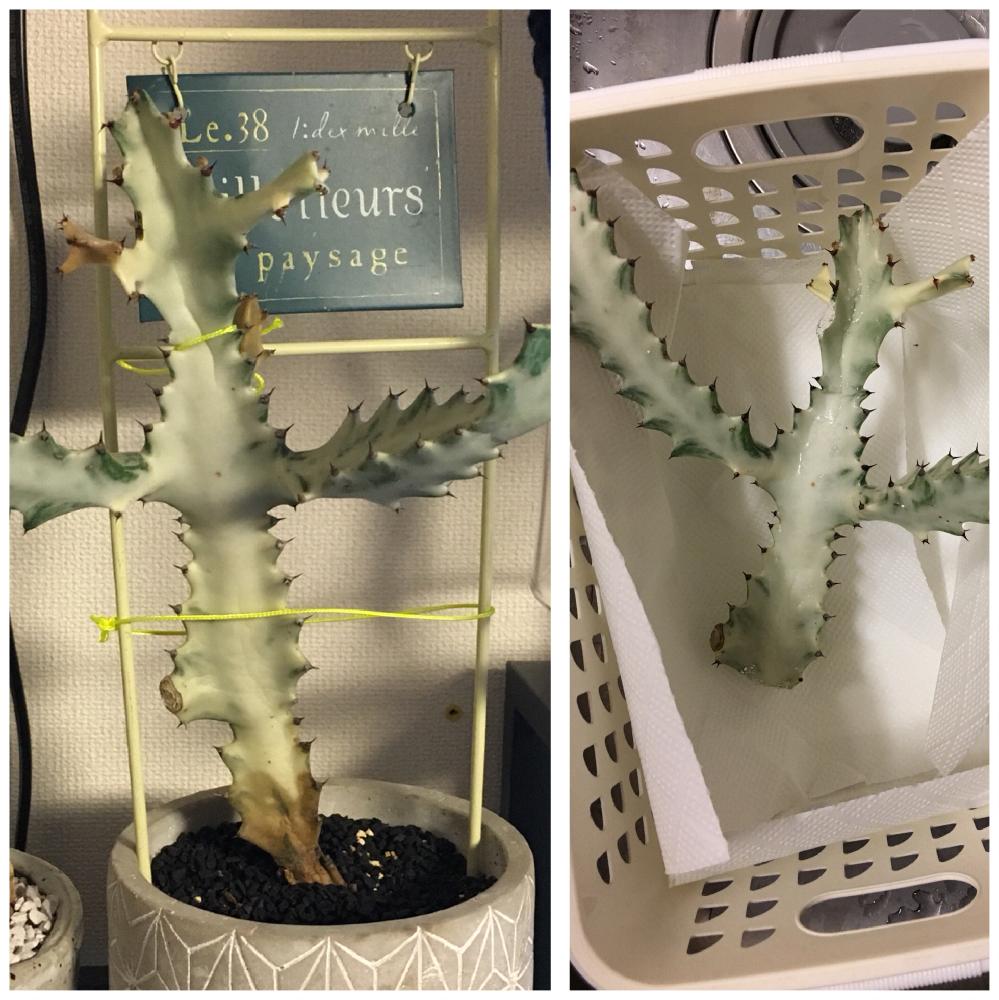 ユーフォルビア ホワイトゴーストの投稿画像 By Toyoheiさん 珍奇植物と多肉植物とホワイトゴーストと部屋と珍奇植物と多肉植物 18月3月22日 Greensnap グリーンスナップ Greensnap グリーンスナップ