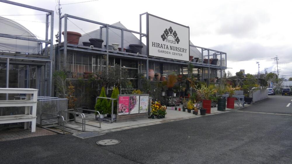 熊本蘭展 In 平田ナーセリー Greensnap グリーンスナップ 熊本蘭展 In 平田ナーセリー Greensnap グリーンスナップ