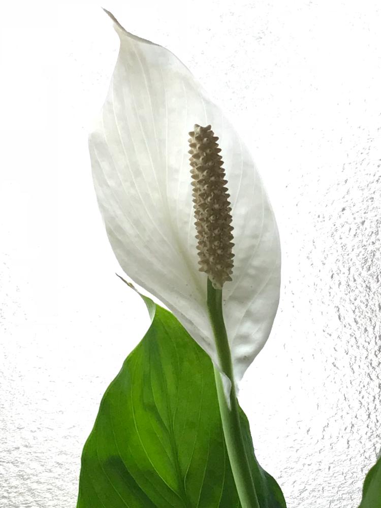 スパティフィラムの投稿画像 By Wktkさん いとおしい植物の表情フォトコンと植中毒と鉢植えと花のある暮らしと白い花と花 ごころと窓辺とiphone撮影といとおしい植物の表情フォトコンと植中毒と鉢植えと花のある暮らしと白い花と花ごころとiphone撮影 18月3月23日