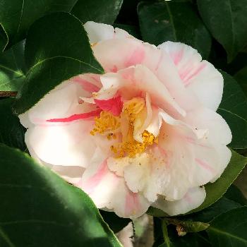 ツバキの白花の画像 by ポニーさん | お出かけ先とツバキとツバキの花とツバキの白花と赤色つばきと花のある暮らしとお散歩