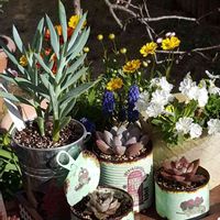 ムスカリ,レウィシア,大和錦,セネシオ　ブルーマウンテン,グラプトベリア　オパリナの画像