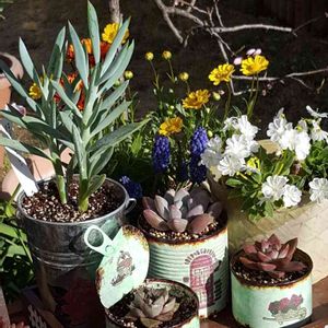 ムスカリ,レウィシア,大和錦,セネシオ　ブルーマウンテン,グラプトベリア　オパリナの画像