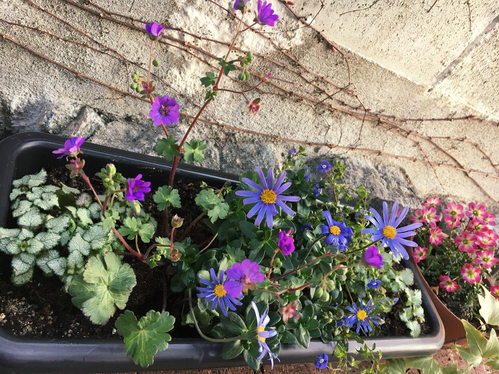 半日陰の投稿画像 By Hirococcoさん 通路の半日陰花壇と植中毒と花のある暮らしとガーデニング一年生 18月3月23日 Greensnap グリーンスナップ