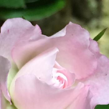 ラブリープリンセス、オプティマの画像 by 花が好きさん | キッチンとミニバラとラブリープリンセス、オプティマと今日も笑顔で♡と薔薇愛同盟とありがとう♡と花のある世界♡といとおしい植物の表情フォトコンとガーデニングと薔薇が好きです♡と花のある暮らしと可愛いピンク色♡と癒される〜〜♡と可愛らしい♡