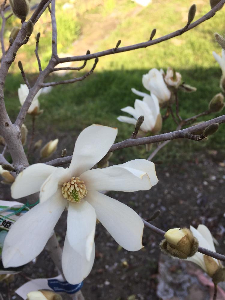 白花姫コブシの投稿画像 By きょうさん 今日の一枚と緑のある暮らしと今日のお花ときれいな色と花のある暮らしとお庭と白い花と小さな花と緑のある風景と咲いた 18月3月23日 Greensnap グリーンスナップ