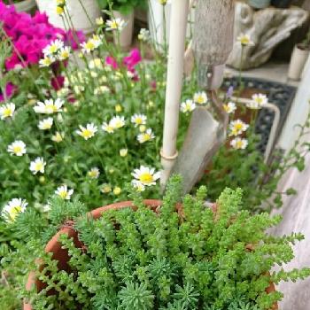 昨年のpicよりの画像 by hanatanさん | 小さな庭と多肉植物とお引っ越しと寄せ植えと癒しとガーデニングと花のある暮らしとタニクちゃんと昨年のpicより