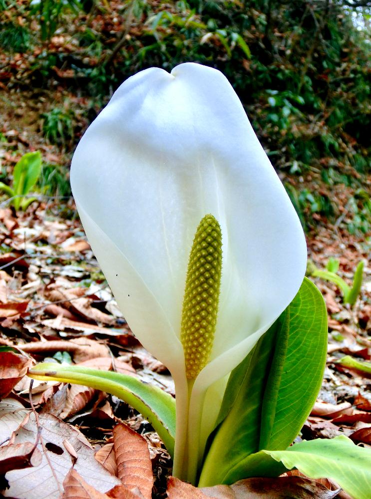 ミズバショウの投稿画像 By チョウサンさん 山野草と植中毒と花言葉と春の草花と山歩きと白い花 18月3月24日 Greensnap グリーンスナップ