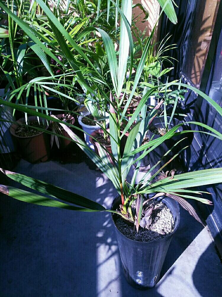 Dypsis Decipiensの投稿画像 By Dioptaseさん マナンベヤシと ヤシの木と観葉植物とマダガスカルと希少と鉢植えとヤシとディプシス属と耐寒ヤシ 18月3月24日 Greensnap グリーンスナップ