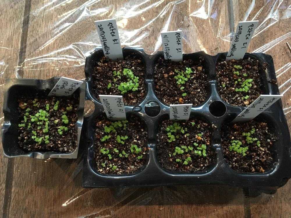 エケベリアの実生に初挑戦 17 18冬 Greensnap グリーンスナップ エケベリアの実生に初挑戦 17 18冬 Greensnap グリーンスナップ