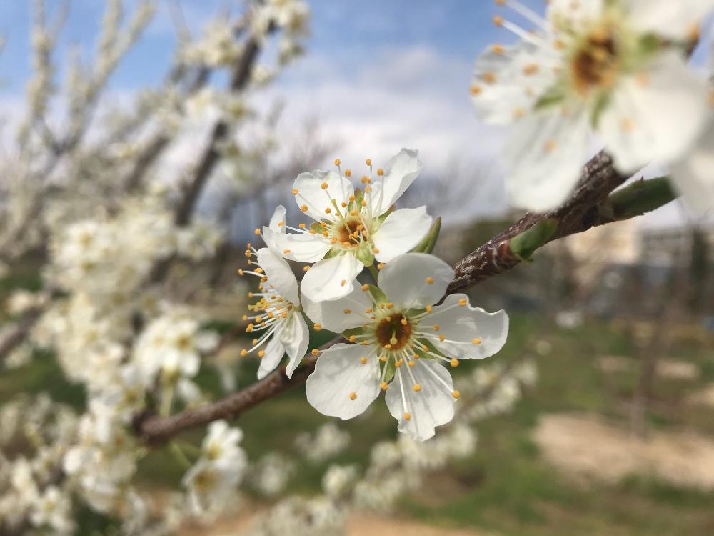 スモモの投稿画像 By ころすけさん みどりのある暮らしといとおしい植物の表情フォトコンとスモモの花と可愛いと花のある暮らしと白い花 18月3月24日 Greensnap グリーンスナップ