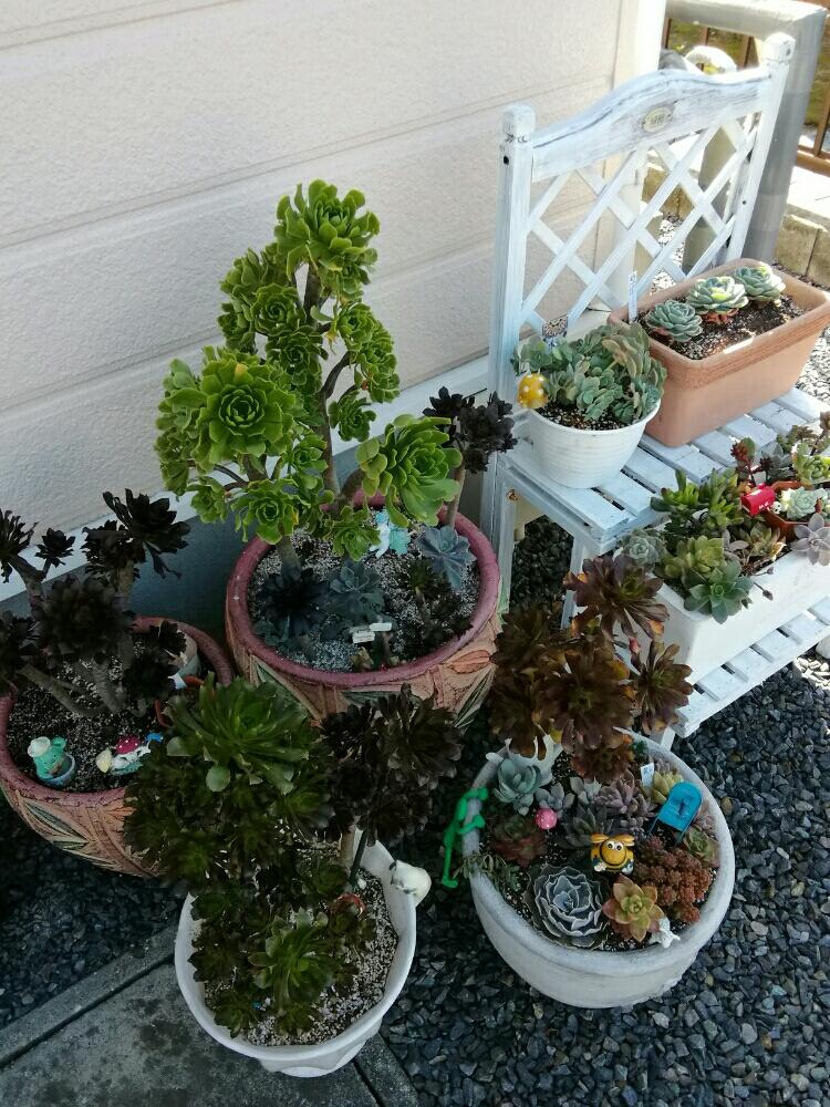 多肉植物の投稿画像 By ピンクパンサーさん クロホウシ 寄せ植えとおもしろいと多肉大好きとgs映えと多肉植物寄せ植えと多肉植物とサボテンと花のある暮らしとかわいいといやされるとかわいいな とタニクちゃん 18月3月24日 Greensnap グリーンスナップ
