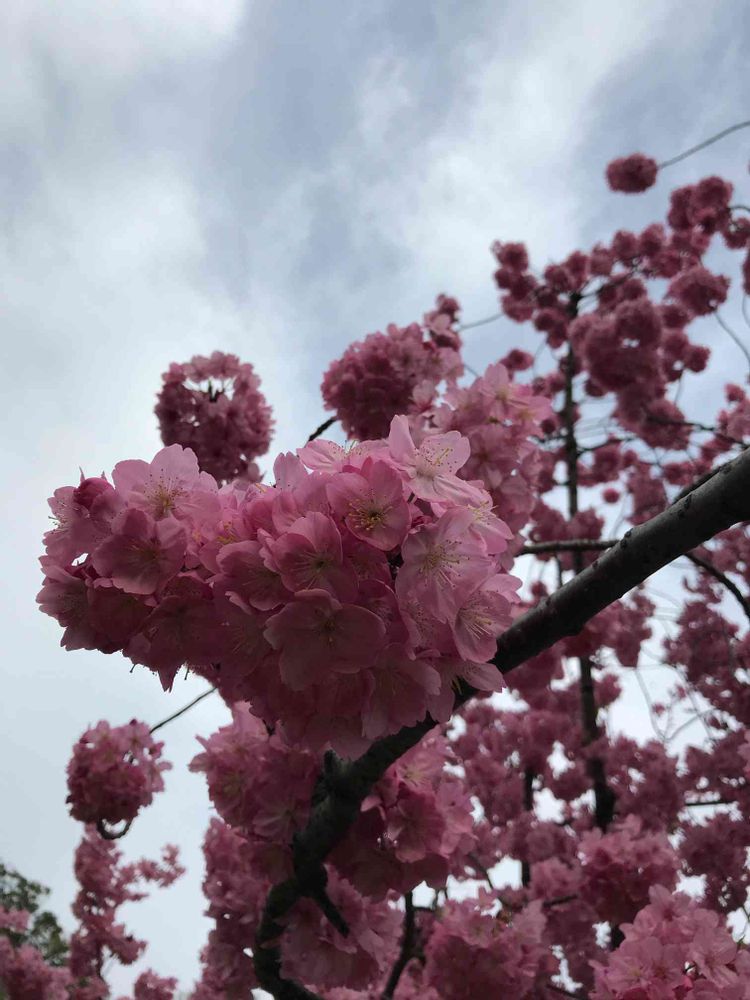 みかんさんの横浜公園への投稿