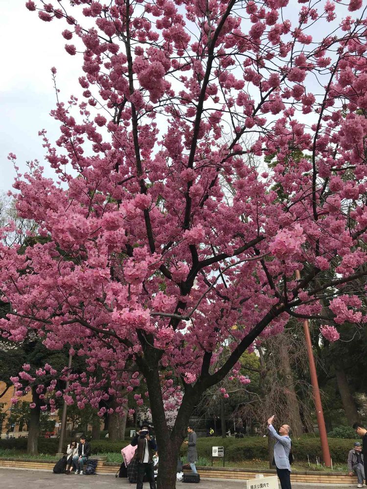 みかんさんの横浜公園への投稿