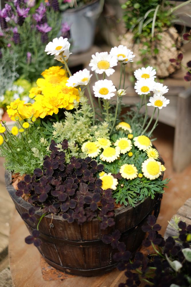 プリンセスクローバーダークデビーの投稿画像 By Green Terraceさん ローゼンセマム エルフホワイトとマーガレットと花ほたる とマリーゴールドとエクステリアと寄せ植えと季節の花と花のある暮らしと黄色いお花とお花屋さんと寄せ植えと季節の花と花のある暮らしと黄色い