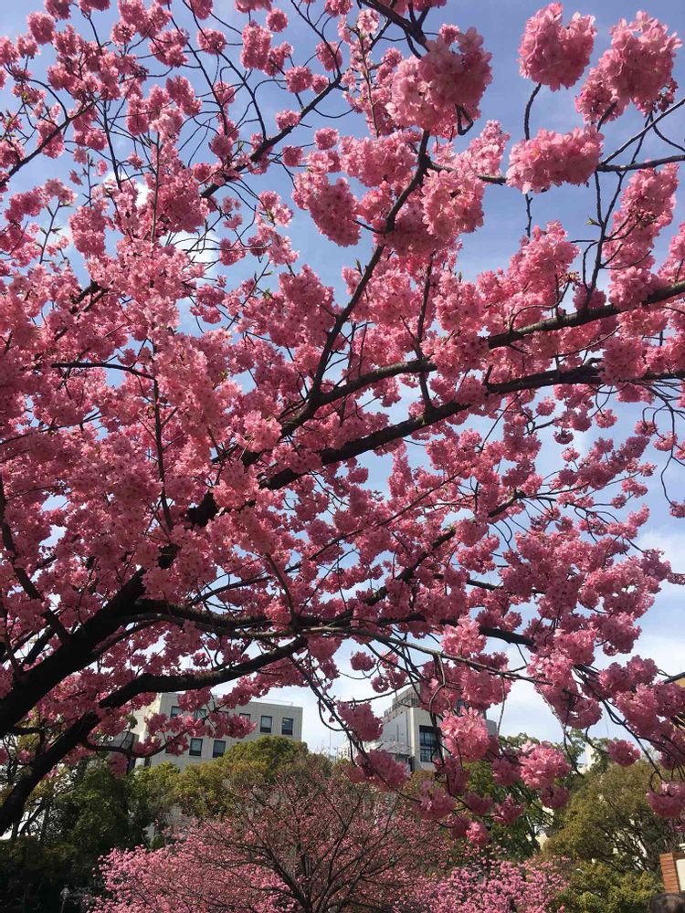 あやぽんさんの横浜公園への投稿