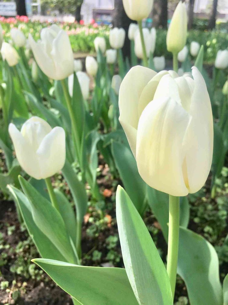 あやぽんさんの横浜公園への投稿