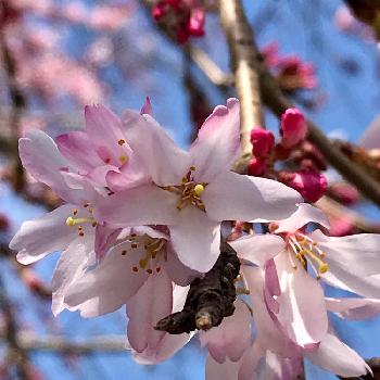 古刹の画像 by Jardinageさん | お出かけ先と日本の春と枝垂れ桜☆と春の訪れとジャパネスクと花びらの美しさと古刹