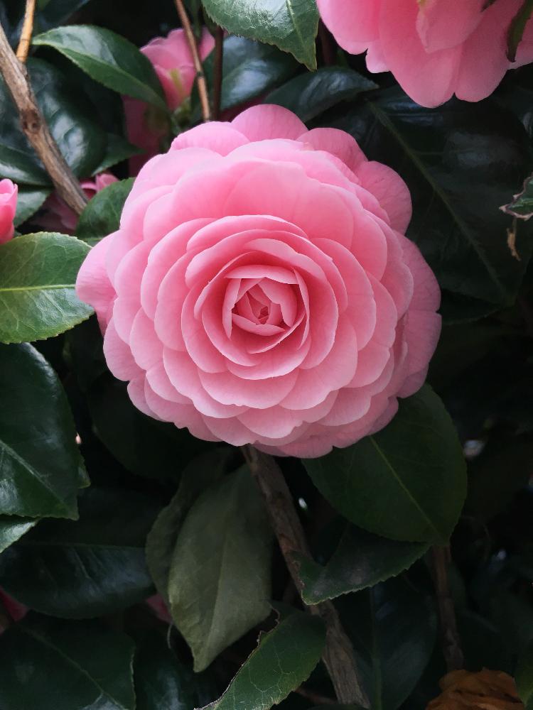 乙女椿の投稿画像 By ふみさん ツバキの花とピンクとまるで薔薇と八重咲きとツバキの花とピンクとまるで薔薇と八重咲き 18月3月24日 Greensnap グリーンスナップ Greensnap グリーンスナップ