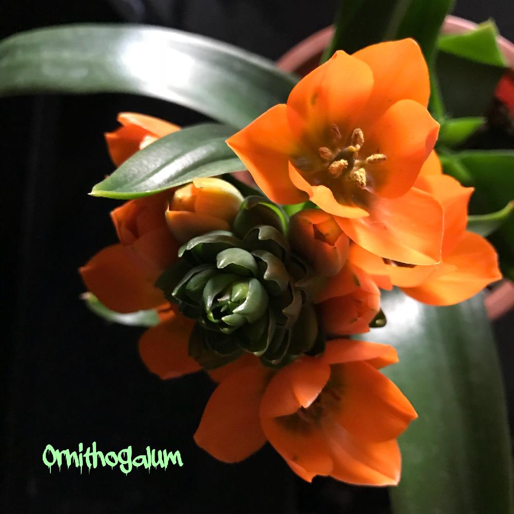 植物と暮らすの投稿画像 By 松ぼっくり さん 次々と咲くと大坂にてとテンション上がる ときれいなお花と多年草とおはなやさんとオーニソガラム属と大阪ときれいな色と鉢植えとオレンジ色と花のある暮らしとキレイな葉っぱと球根植物 18月3月24日 Greensnap