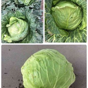 キャベツ,はたけ,収穫,収穫物,自家製野菜の画像