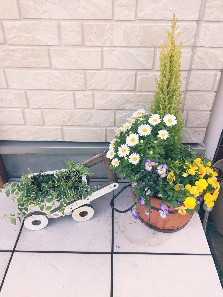 お花コーナーの投稿画像 By ぼーちゃんさん 植え替えシーズン到来 と初心者と玄関アプローチと鉢植えとガーデニングと花のある暮らしと存在感 18月3月24日 Greensnap グリーンスナップ