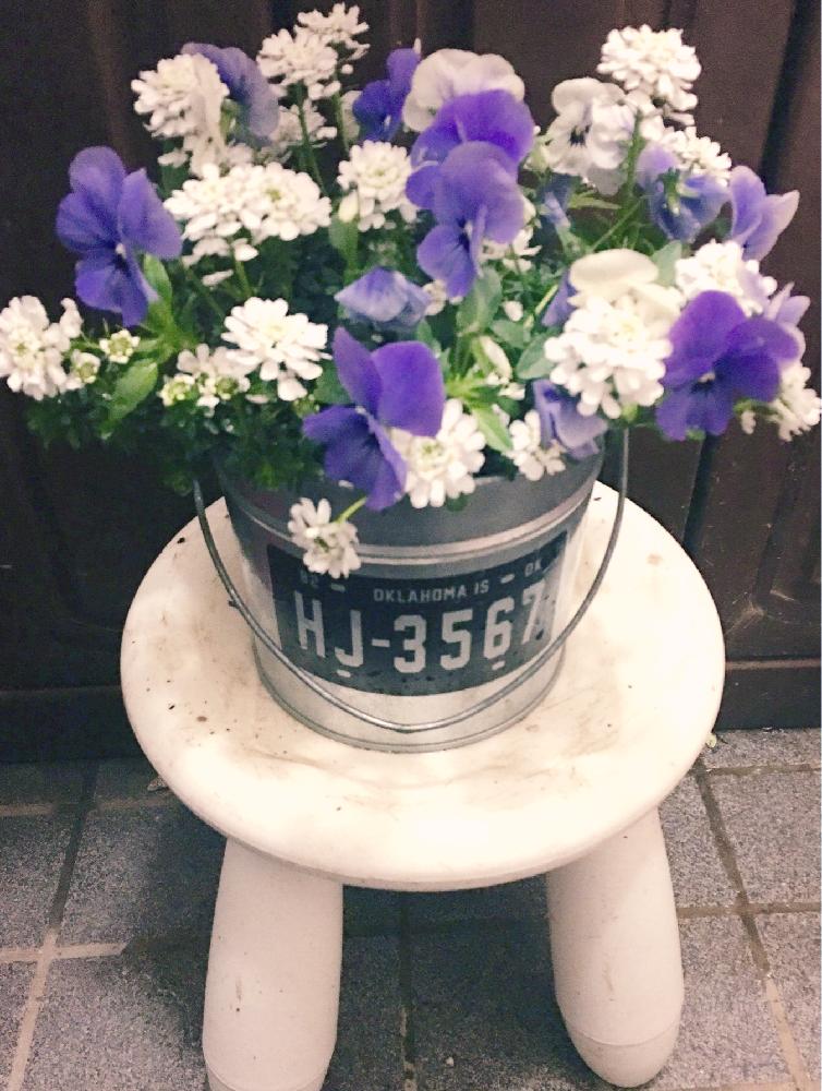 イベリスの花の投稿画像 By Yumikoさん 寄せ植えとイベリス寄せ植えともさもさと花のある暮らしと花が好きと冬のビオラと大好きビオラ 18月3月24日 Greensnap グリーンスナップ