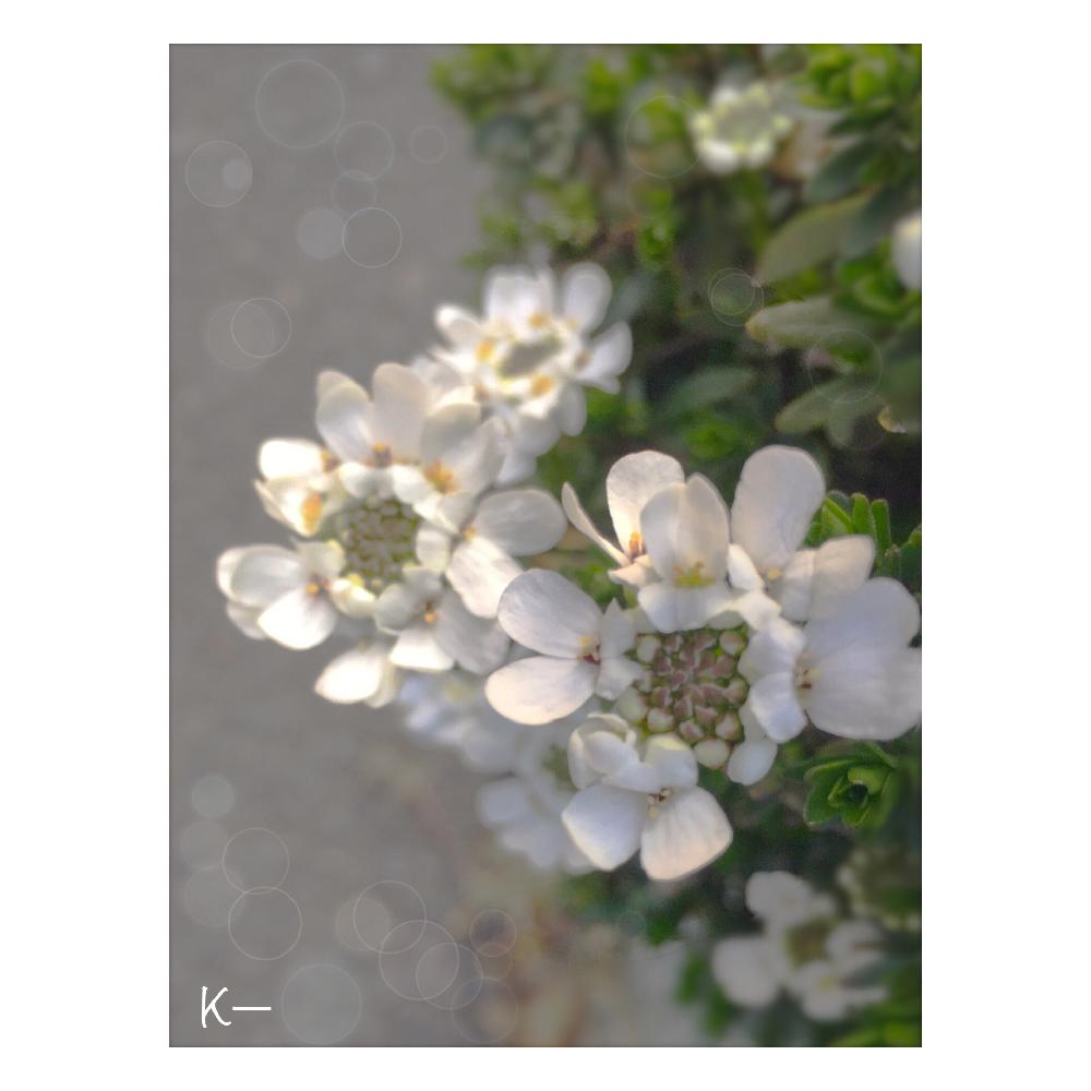 イベリスの投稿画像 By K さん 可憐な花と花のある暮らしとかわいいと白い花と小さな花 18月3月24日 Greensnap グリーンスナップ