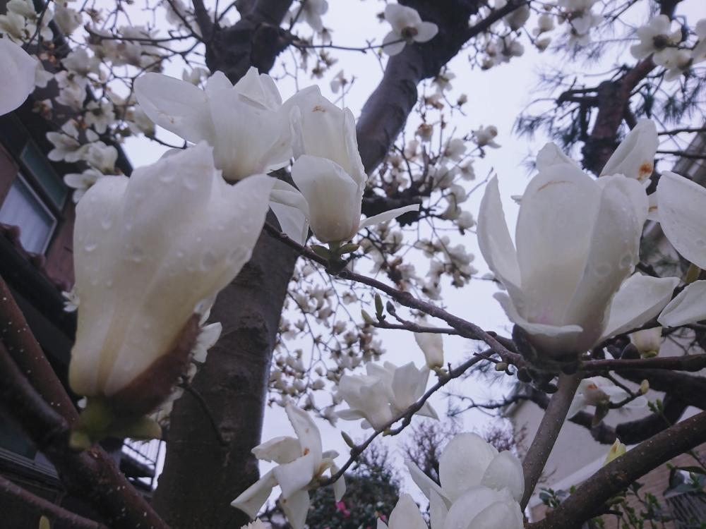 コブシの投稿画像 By いづみさん 春のお花とさいた と一重咲きと3月と白い花とかわいいな とモクレン科 18月3月25日 Greensnap グリーンスナップ