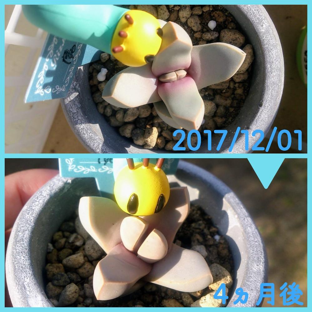 魔ニャッキの投稿画像 By くりごはんさん 魔玉と多肉植物と多肉男子と熊本と植中毒とタニラーと多肉好きな人と繋がりたい人と繋がりたいとriz Ma Jin 18月3月25日 Greensnap グリーンスナップ