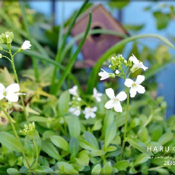 小さな白い小花の画像 by H・A・R・Uさん | バルコニー/ベランダとアラビス・グラシアと小さな白い小花とベランダガーデンとガーデニングと花のある暮らしとバルコニスト