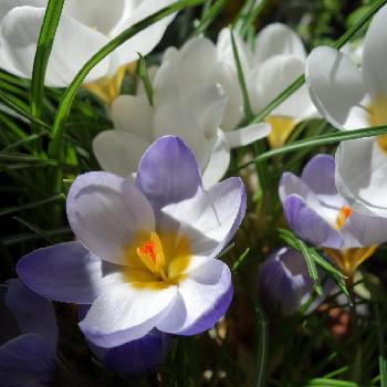 紫のクロッカスの画像 by Eriさん | バルコニー/ベランダとクロッカスとお日さまと春の球根植物とクロッカスの花とムラサキの花とクロッカス♡と紫のクロッカスとおひさまポカポカとクロッカス❇︎とムラサキ色がキレイとムラサキのグラデーションと植中毒と球根と日光浴と秋植え球根と花のある暮らしと球根植物と球根大好きとむらさき❇︎とバルコニストと花の球根