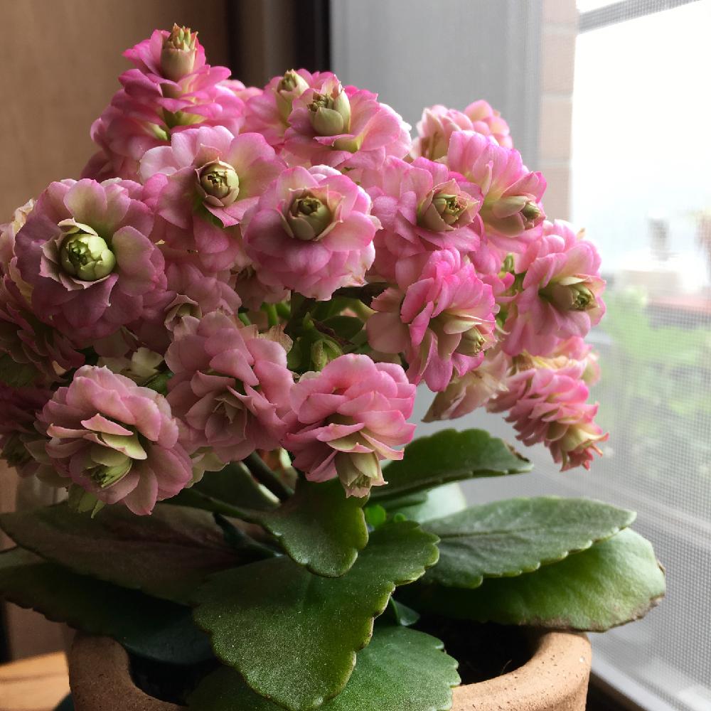 カランコエ クイーンローズの投稿画像 By Nakanakaさん カランコエ パリと多肉植物とピンクの花と我が家の仲間と花のある暮らしと成長日記 18月3月25日 Greensnap グリーンスナップ