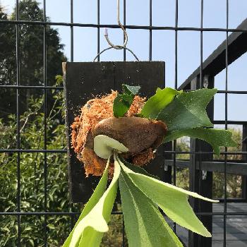 ブラティセリウム ビフルカツムの画像 by NAZUさん | 広い庭とビカクシダとブラティセリウム ビフルカツムと観葉植物