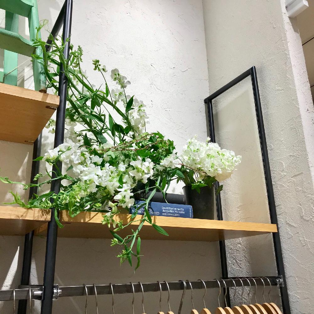 植物のある暮らしの投稿画像 By 布花 詩古さん イベントとgs映えと植中毒とfairと周年祭と花のある暮らしとディスプレイとpop Up Shop 18月3月25日 Greensnap グリーンスナップ