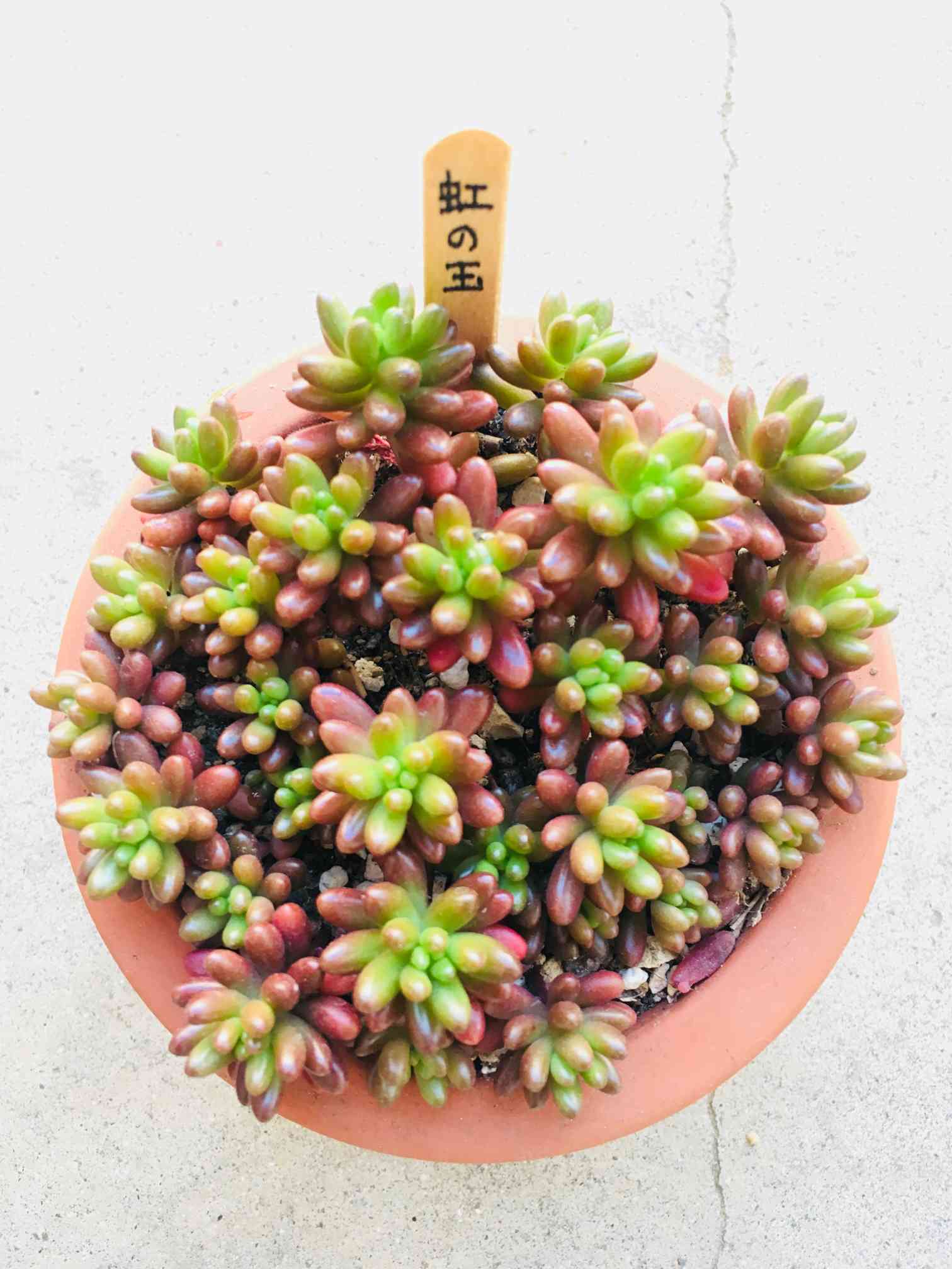 🍀虹の玉🍀挿し穂丼観察日記【上】｜🍀GreenSnap（グリーンスナップ）