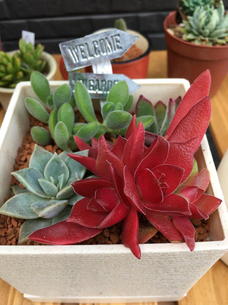 紅葉祭りの投稿画像 By アキラさん 薄氷とロゲルシーとハムシーと多肉植物とよせ植えと真っ赤な多肉と植中毒と癒やしのぷにぷにとタニラー 18月3月25日 Greensnap グリーンスナップ