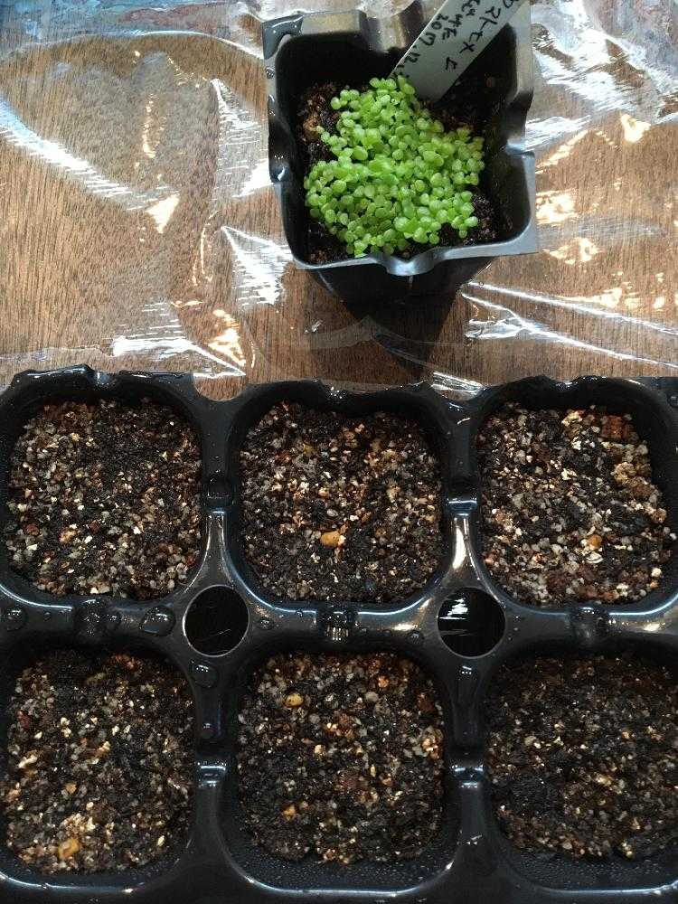 エケベリアの実生に初挑戦 17 18冬 Greensnap グリーンスナップ エケベリアの実生に初挑戦 17 18冬 Greensnap グリーンスナップ