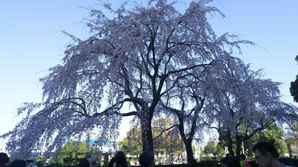 ケンリさんの山下公園への投稿